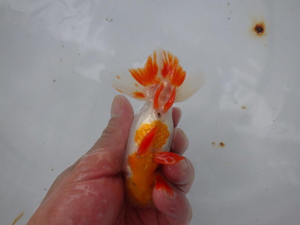 【９月限定　秋の鑑賞お勧め　２歳更紗らんちゅう】綺麗な柄　約13,5cm オス？