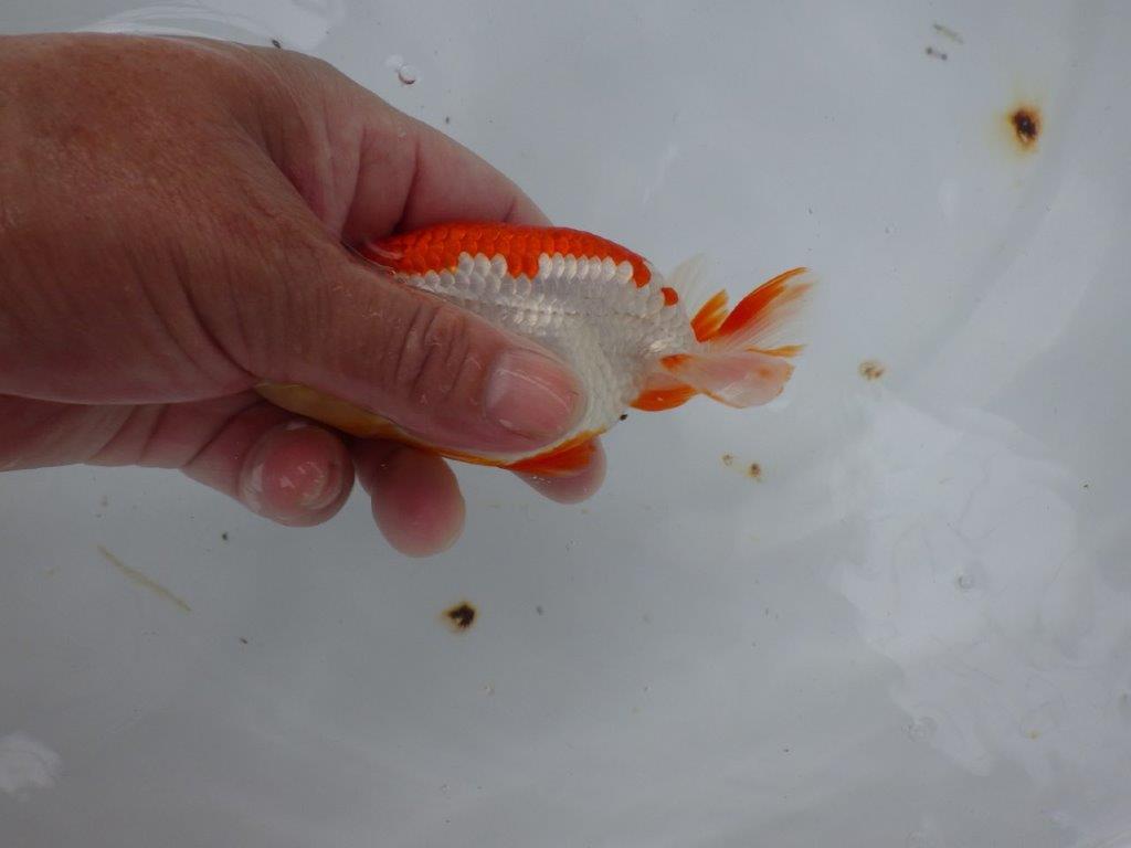 【９月限定　秋の鑑賞お勧め　２歳更紗らんちゅう】綺麗な柄　約13,5cm オス？