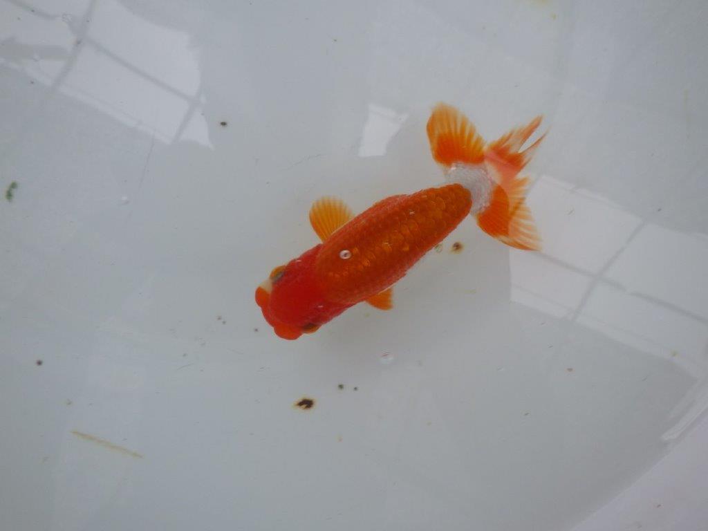 【９月限定　秋の鑑賞お勧め　２歳更紗らんちゅう】上見も横見も◎　約13,5cm オス？