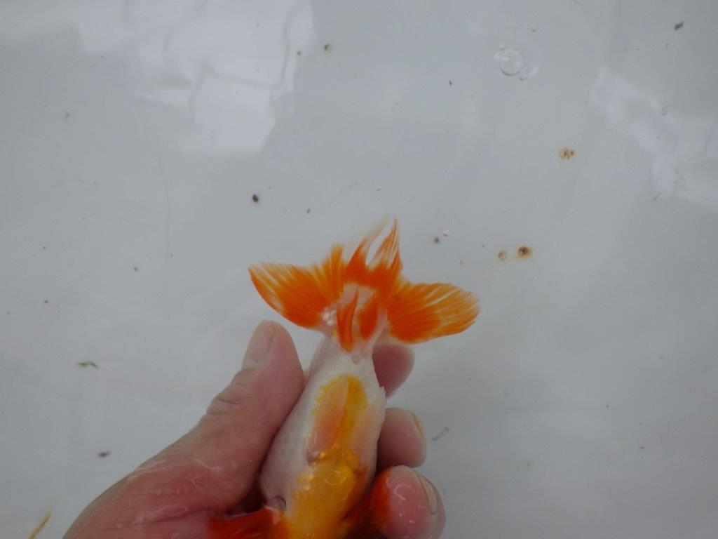【９月限定　秋の鑑賞お勧め　２歳更紗らんちゅう】上見も横見も◎　約13,5cm オス？