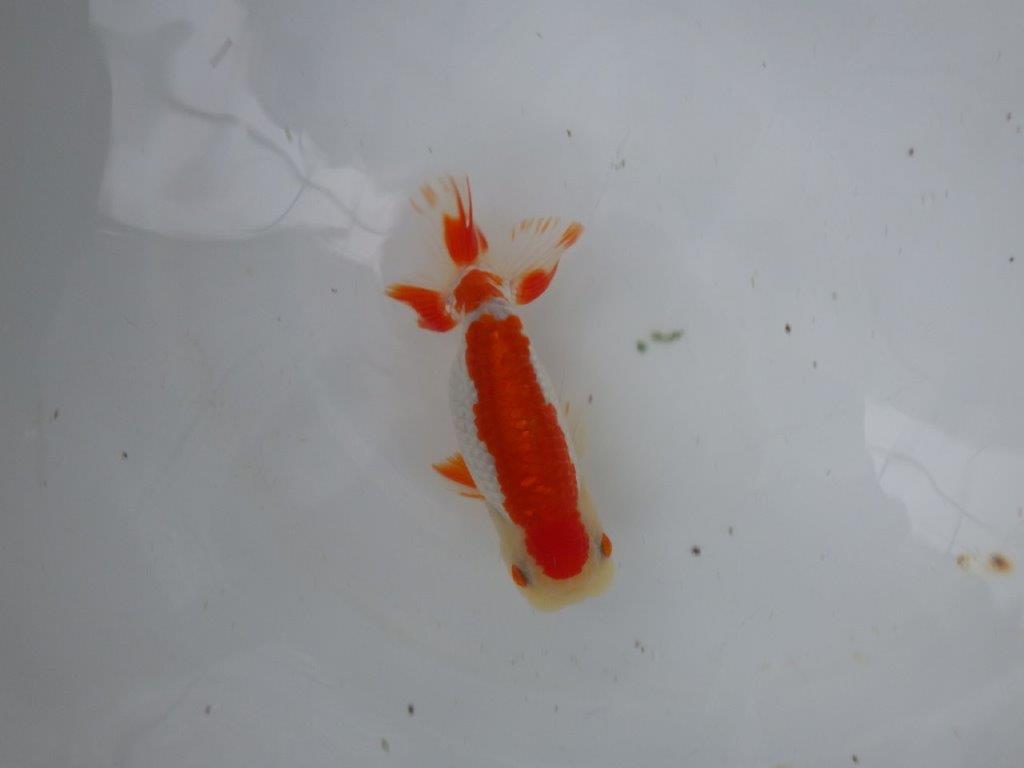 【９月限定　秋の鑑賞お勧め　２歳更紗らんちゅう】上見も横見もお勧め　約13,5cm