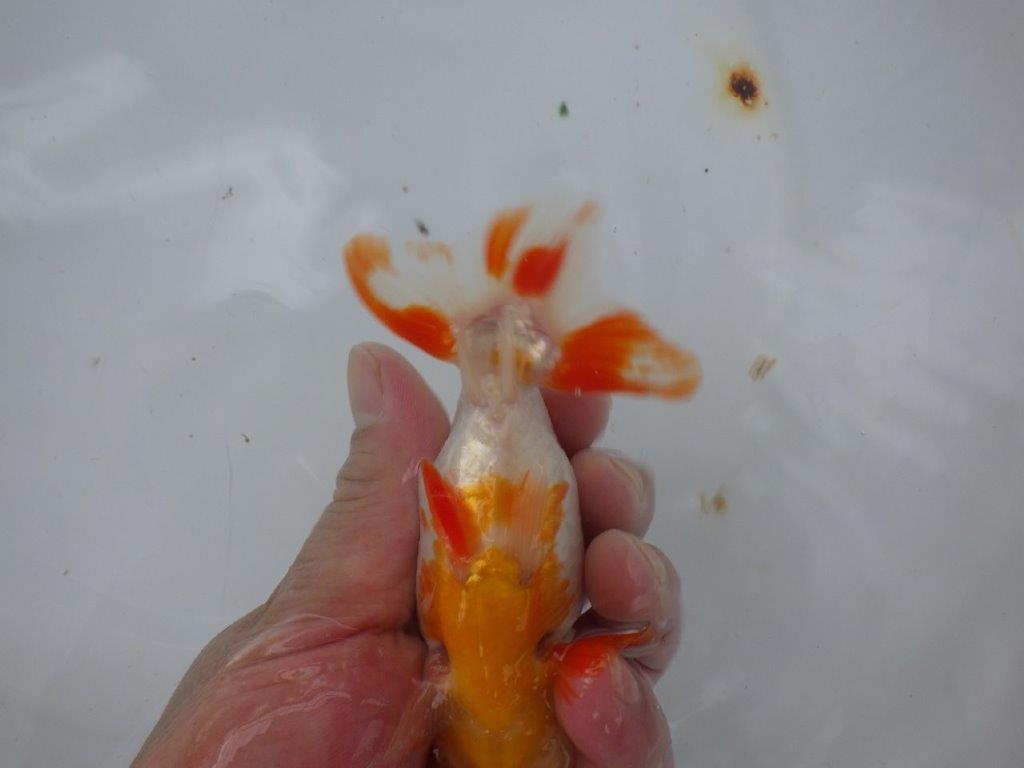【９月限定　秋の鑑賞お勧め　２歳更紗らんちゅう】上見も横見もお勧め　約13,5cm