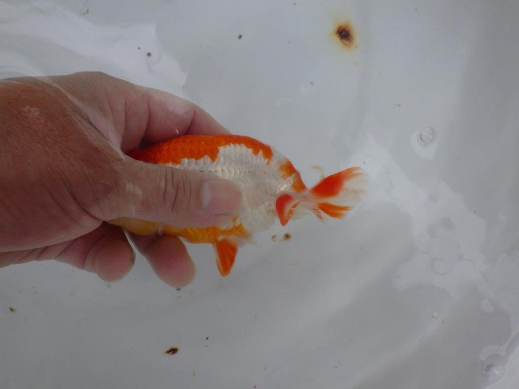 【９月限定　秋の鑑賞お勧め　２歳更紗らんちゅう】上見も横見もお勧め　約13,5cm