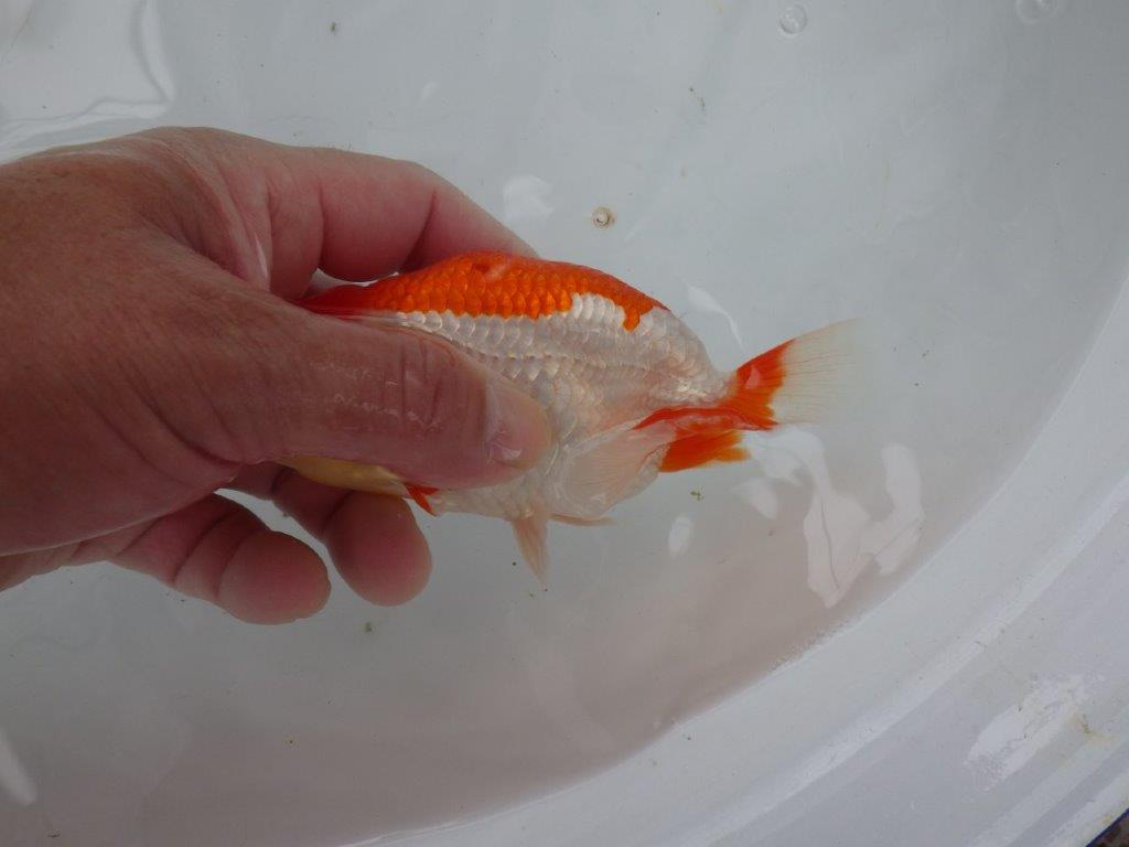 【９月限定　秋の鑑賞お勧め　２歳更紗らんちゅう】尾型も良いです　約13cm