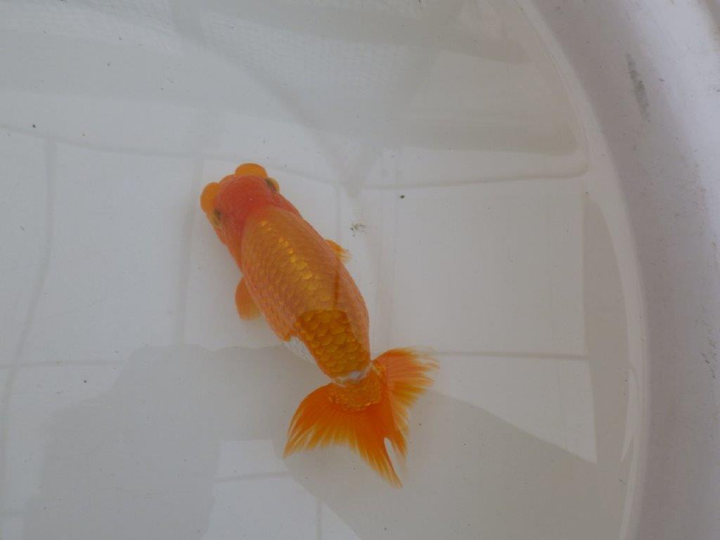 【９月限定　秋の鑑賞お勧め　２歳更紗らんちゅう】東大関系統　約15cm オス？