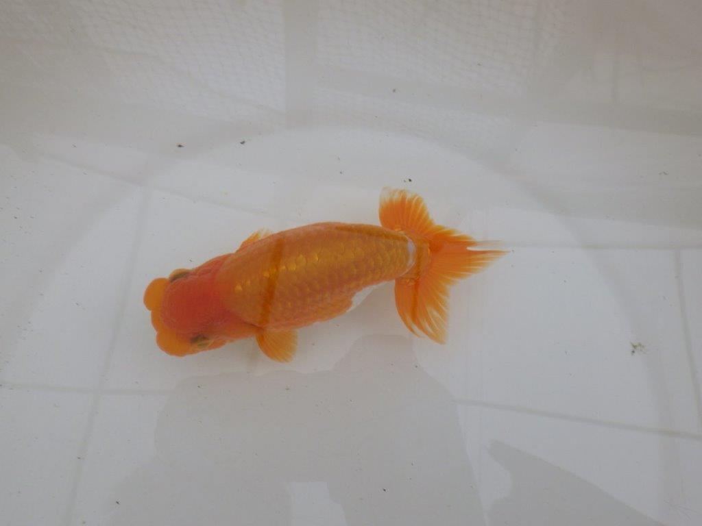 【９月限定　秋の鑑賞お勧め　２歳更紗らんちゅう】東大関系統　約15cm オス？