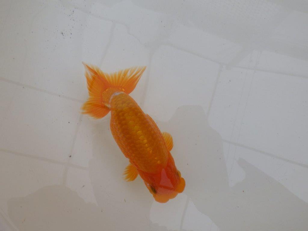 【９月限定　秋の鑑賞お勧め　２歳更紗らんちゅう】東大関系統　約15cm オス？