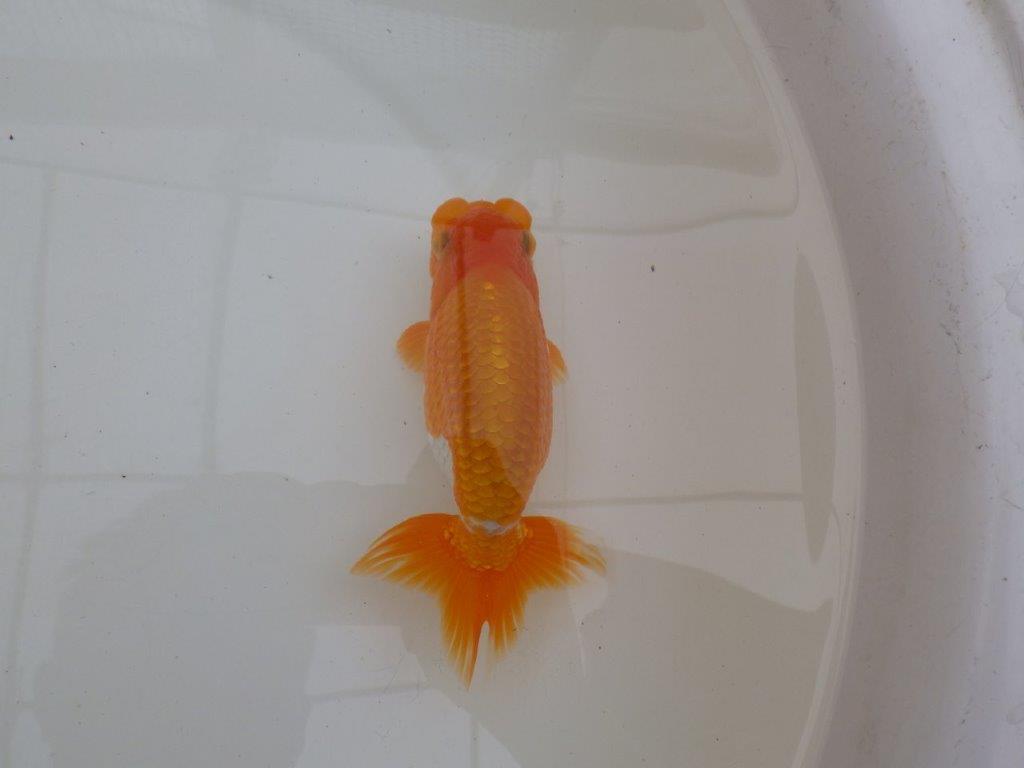 【９月限定　秋の鑑賞お勧め　２歳更紗らんちゅう】東大関系統　約15cm オス？
