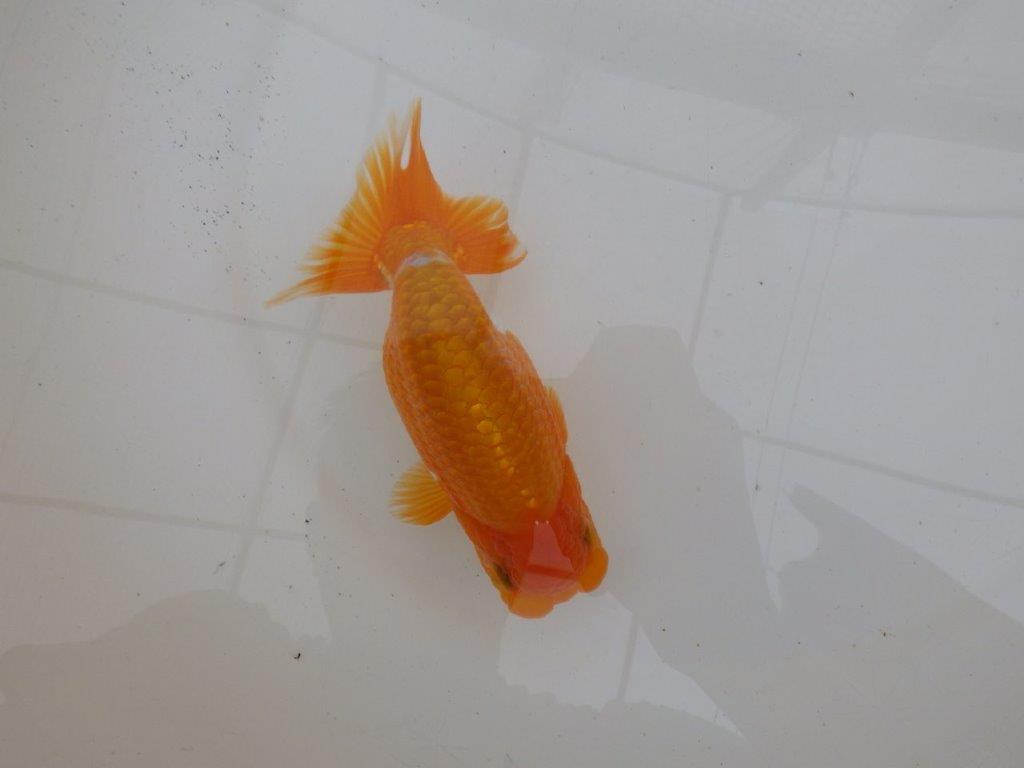 【９月限定　秋の鑑賞お勧め　２歳更紗らんちゅう】東大関系統　約15cm オス？