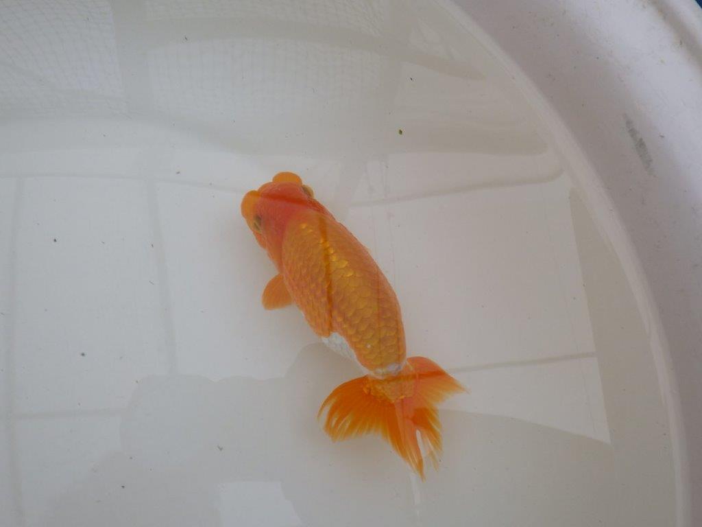 【９月限定　秋の鑑賞お勧め　２歳更紗らんちゅう】東大関系統　約15cm オス？