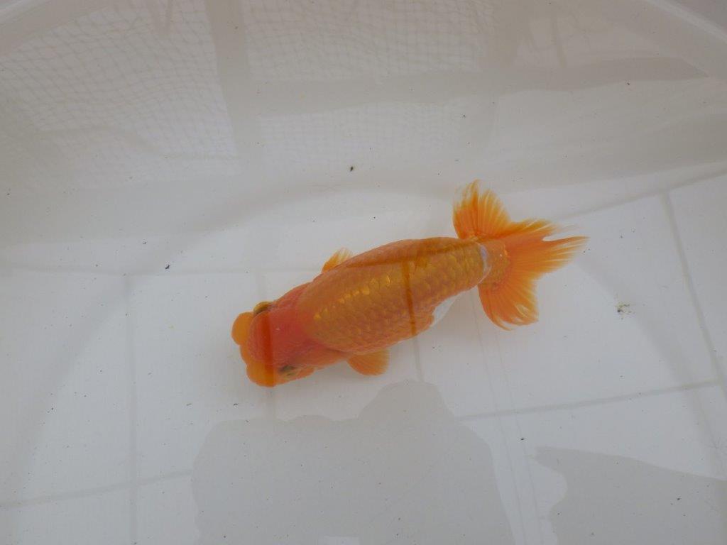 【９月限定　秋の鑑賞お勧め　２歳更紗らんちゅう】東大関系統　約15cm オス？
