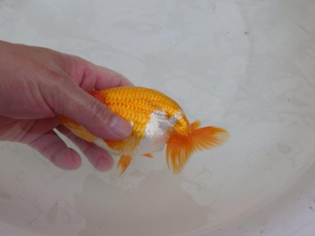 【９月限定　秋の鑑賞お勧め　２歳更紗らんちゅう】東大関系統　約15cm オス？