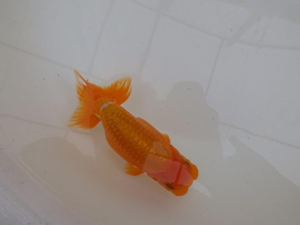 【９月限定　秋の鑑賞お勧め　２歳更紗らんちゅう】東大関系統　約15cm オス？