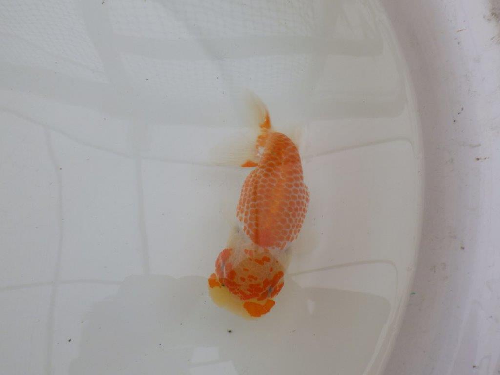 【９月限定　秋の鑑賞お勧め　２歳更紗らんちゅう】津島氏　約15cm メス？