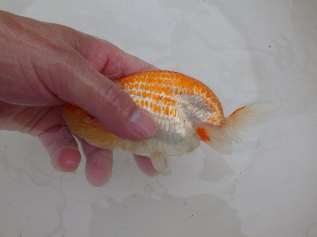 【９月限定　秋の鑑賞お勧め　２歳更紗らんちゅう】津島氏　約15cm メス？