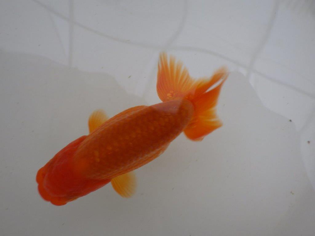 【管理魚 】ご鑑賞お勧め！当歳らんちゅう約12㎝オス？