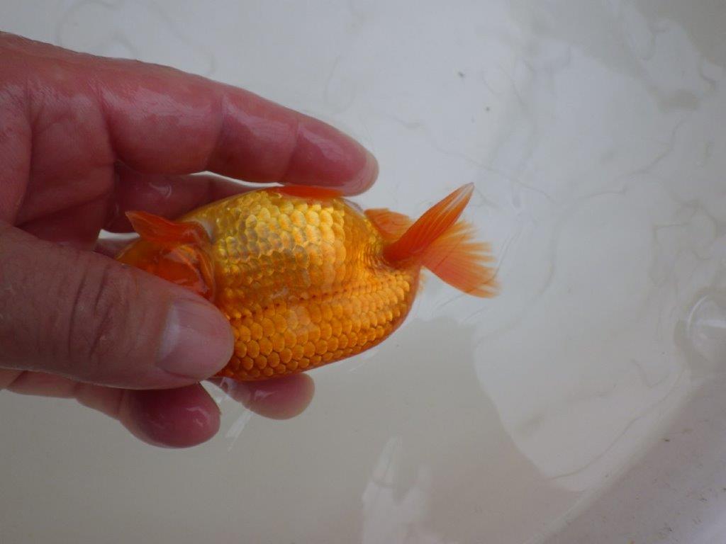 【管理魚 】ご鑑賞お勧め！当歳らんちゅう約12㎝オス？