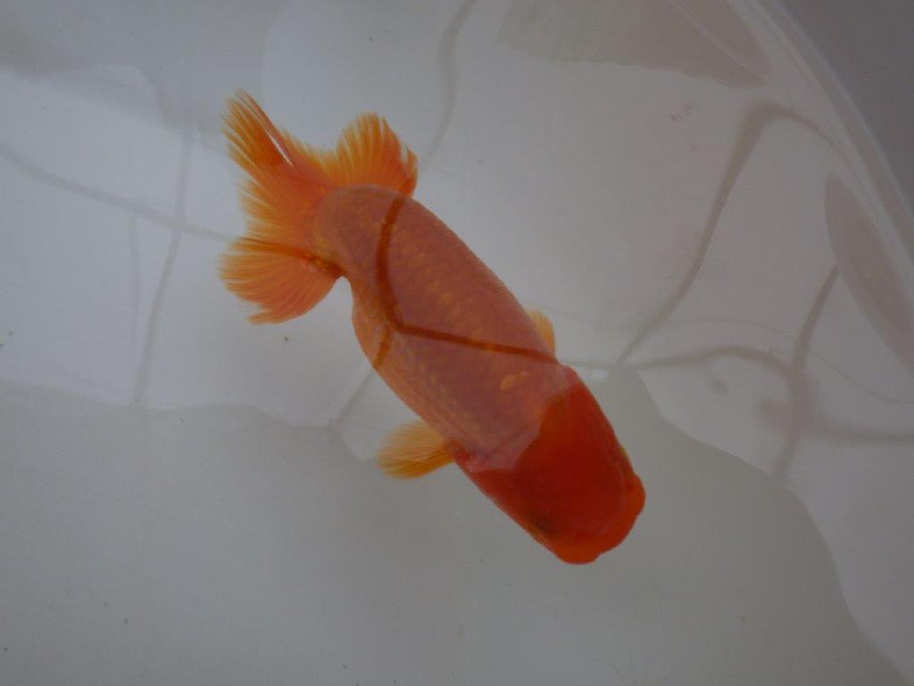 【管理魚 】ご鑑賞お勧め！当歳らんちゅう約12㎝オス？