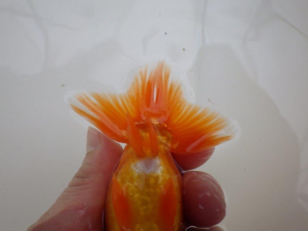 【管理魚 】ご鑑賞お勧め！当歳らんちゅう約12㎝オス？