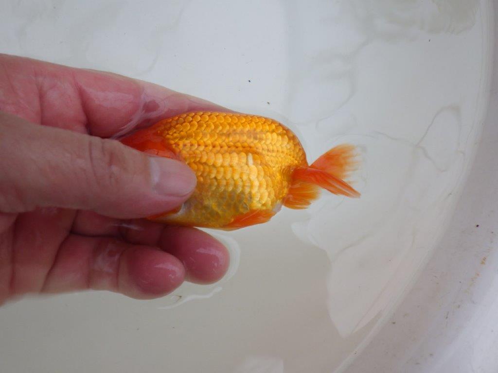 【管理魚 】ご鑑賞お勧め！当歳らんちゅう約12㎝オス？