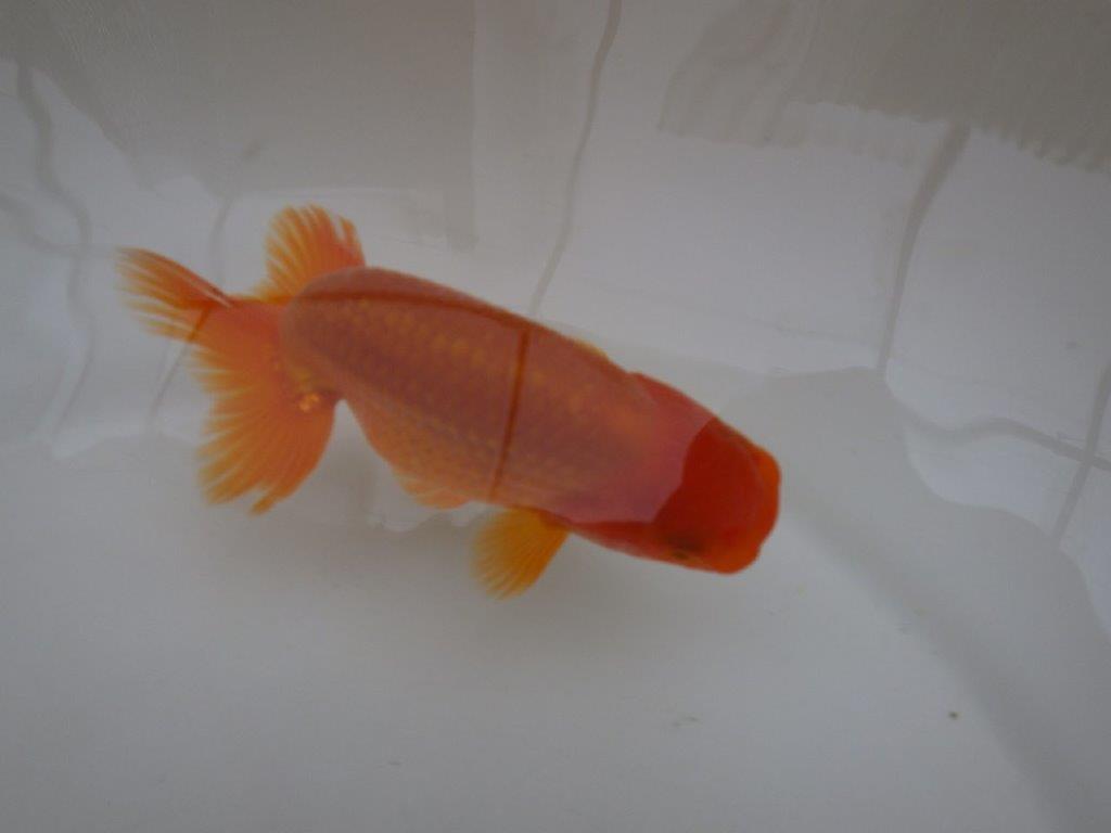 【管理魚 】ご鑑賞お勧め！当歳らんちゅう約12㎝オス？の上身