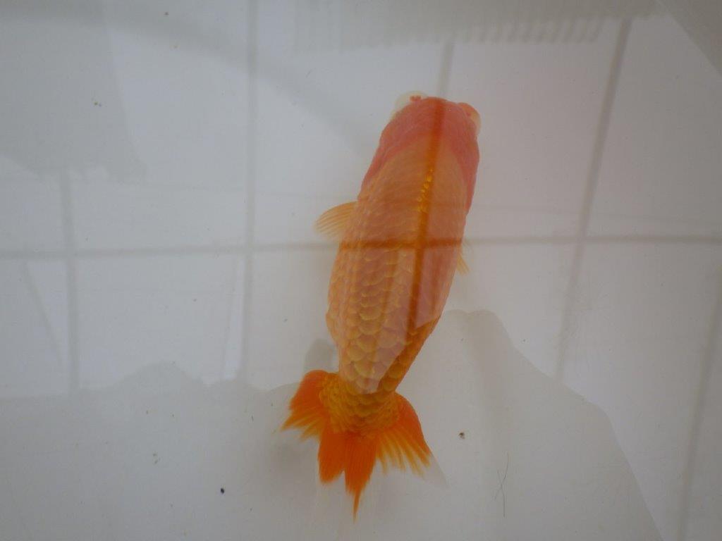 【管理魚 】ご鑑賞お勧め!当歳らんちゅう約13㎝オス?
