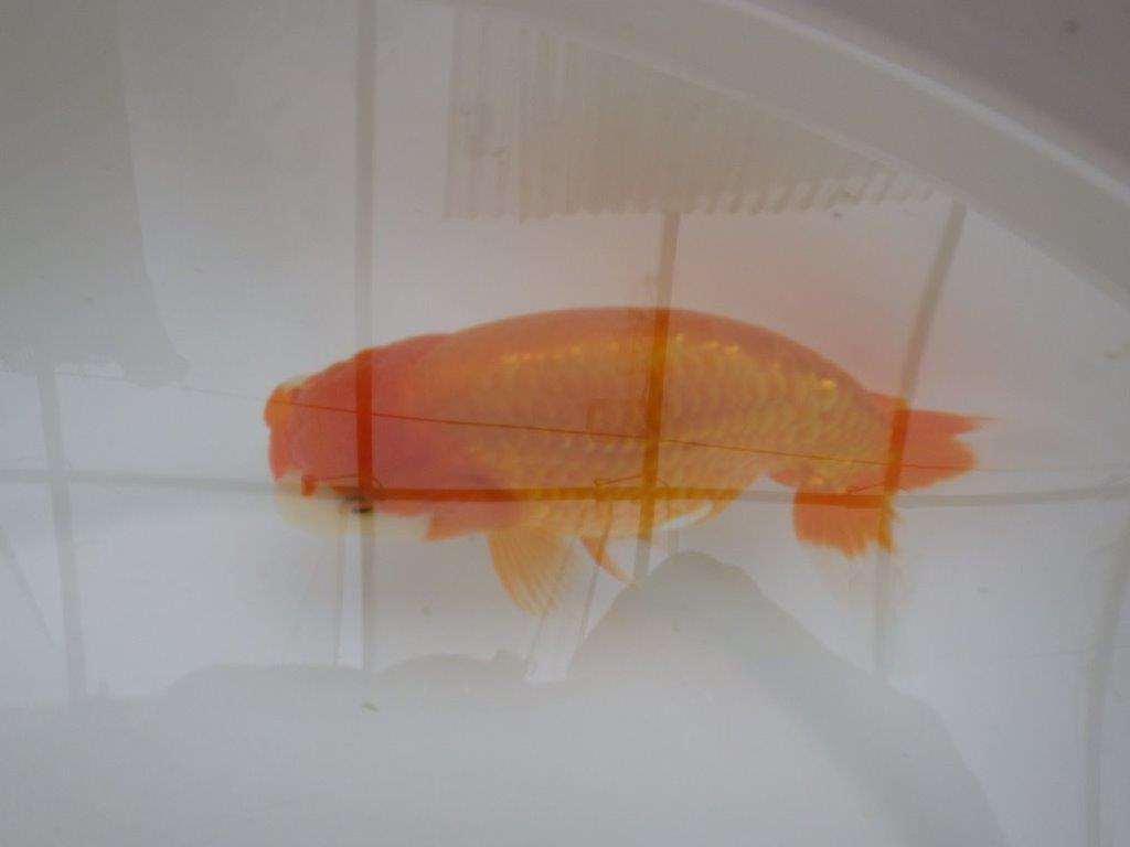 【管理魚 】ご鑑賞お勧め！当歳らんちゅう約1３㎝オス？の上身