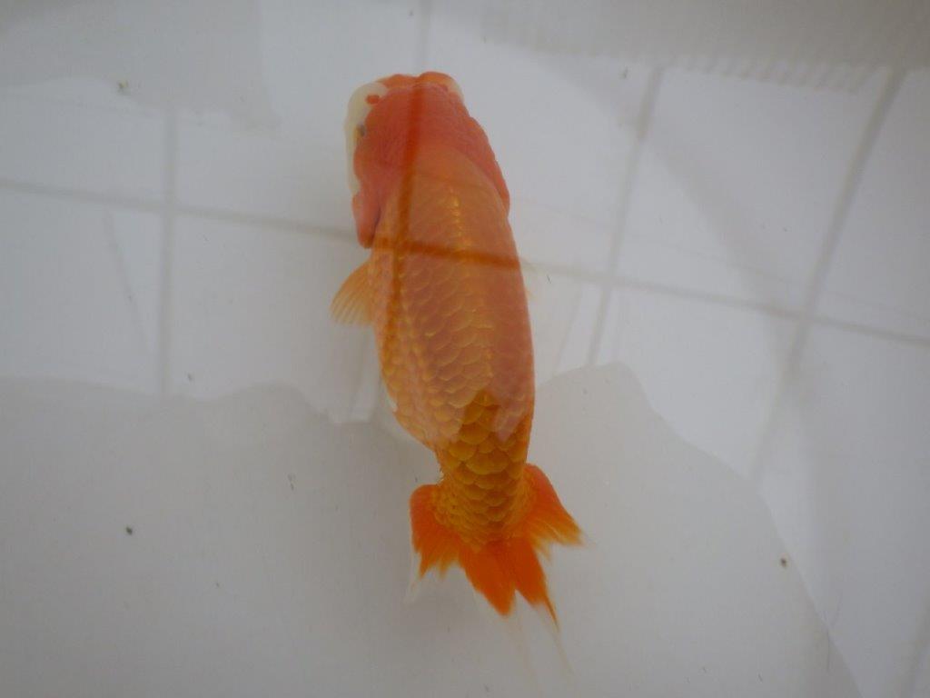 【管理魚 】ご鑑賞お勧め!当歳らんちゅう約13㎝オス?