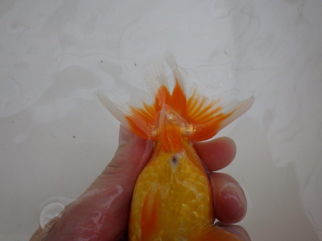 【管理魚 】ご鑑賞お勧め!当歳らんちゅう約13㎝オス?
