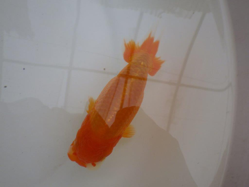 【管理魚 】ご鑑賞お勧め!当歳らんちゅう約13㎝オス?