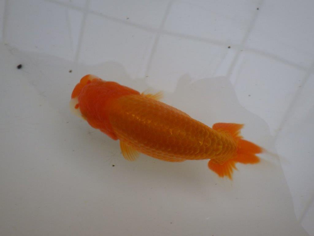 【管理魚 】ご鑑賞お勧め!当歳らんちゅう約13㎝オス?