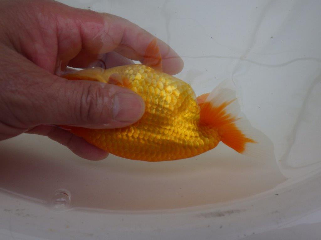 【管理魚 】ご鑑賞お勧め!当歳らんちゅう約13㎝オス?