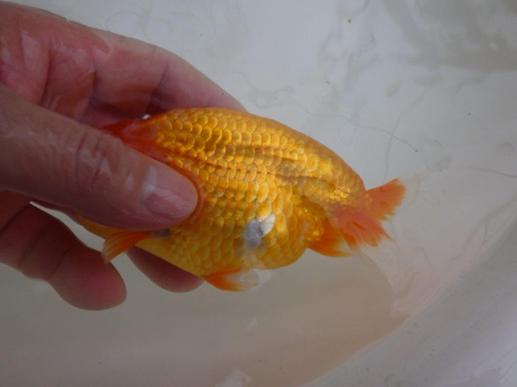 【管理魚 】ご鑑賞お勧め!当歳らんちゅう約13㎝オス?