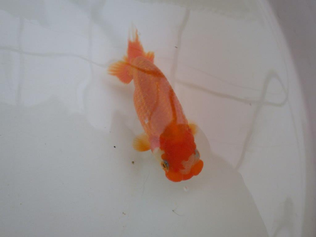 【管理魚 】ご鑑賞お勧め！当歳らんちゅう約1３㎝メス？の上身