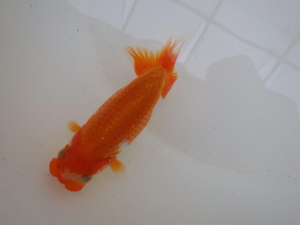【管理魚 】ご鑑賞お勧め!当歳らんちゅう約13㎝メス?