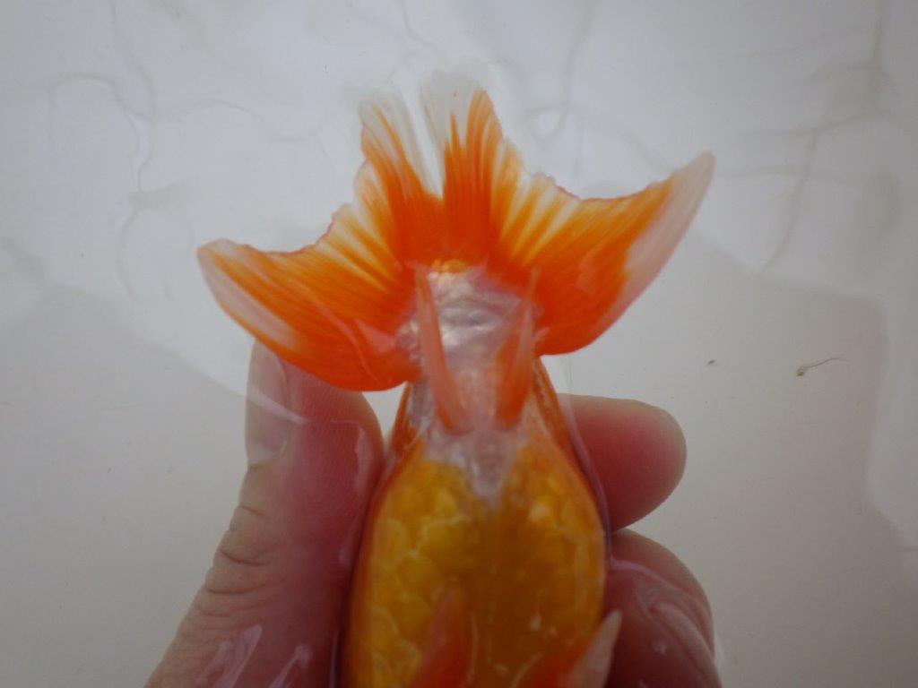【管理魚 】ご鑑賞お勧め!当歳らんちゅう約13㎝メス?