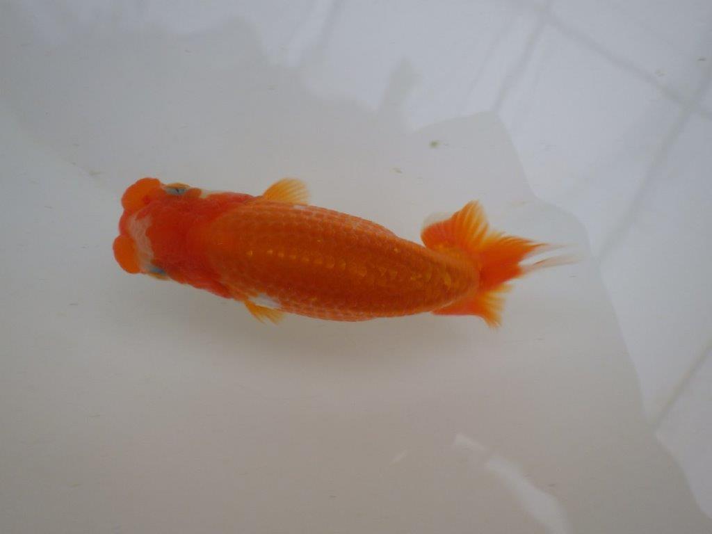 【管理魚 】ご鑑賞お勧め!当歳らんちゅう約13㎝メス?