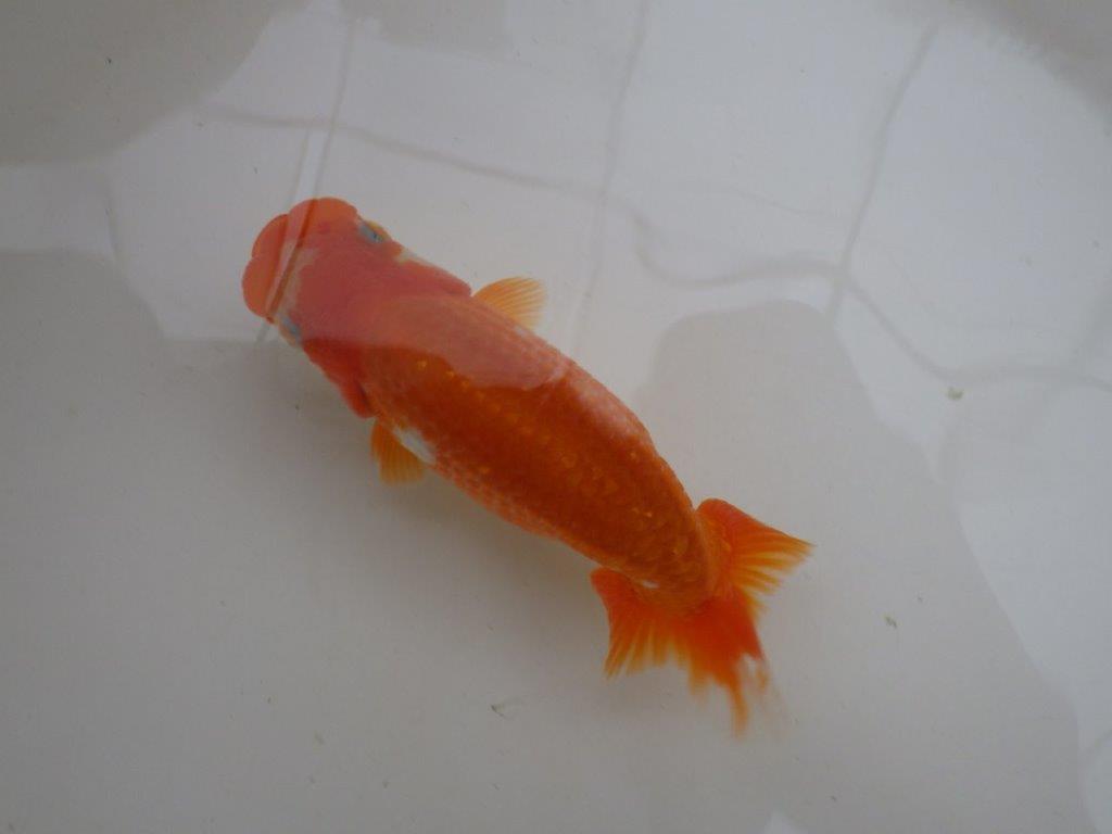 【管理魚 】ご鑑賞お勧め!当歳らんちゅう約13㎝メス?