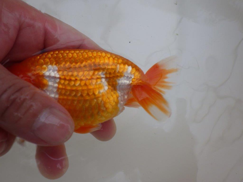 【管理魚 】ご鑑賞お勧め!当歳らんちゅう約13㎝メス?