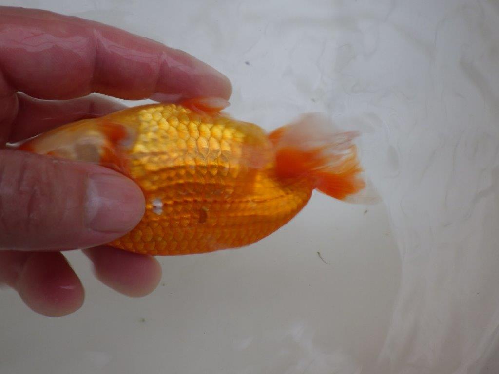 【管理魚 】ご鑑賞お勧め!当歳らんちゅう約13㎝メス?