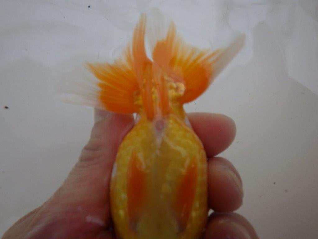 【管理魚 】しっかりした頭!当歳らんちゅう約13㎝メス?