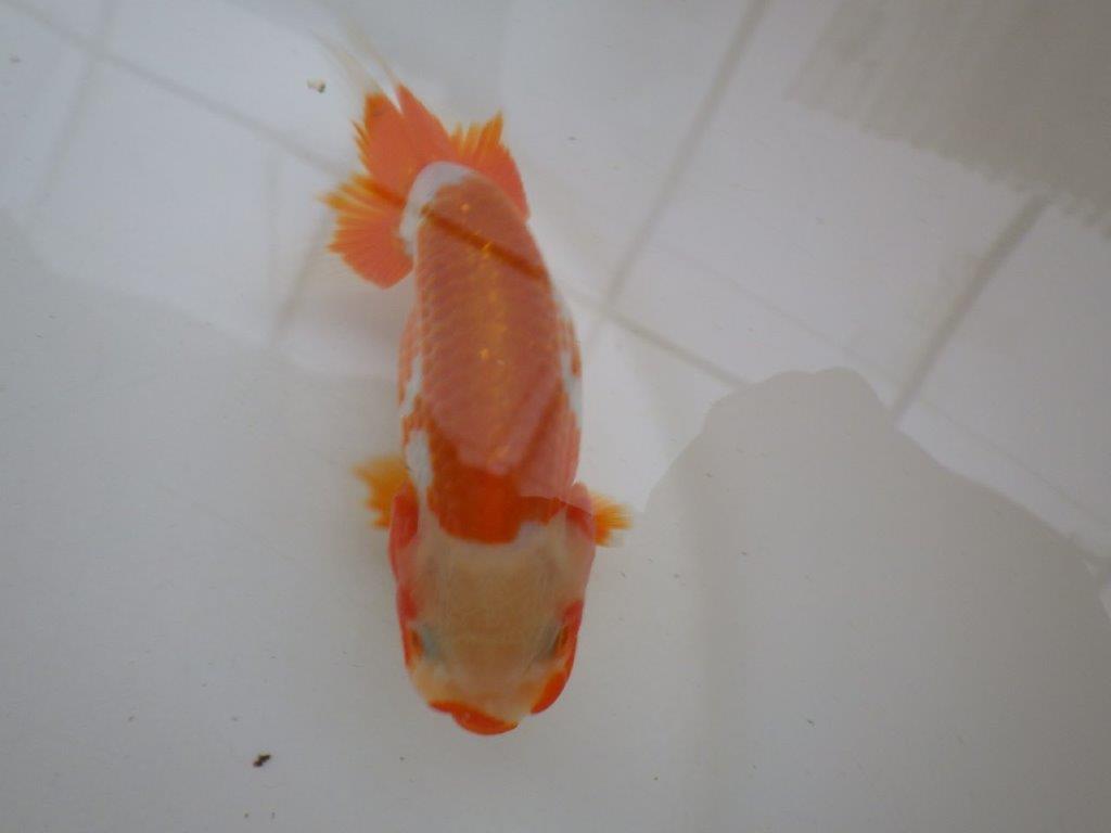 【管理魚 】綺麗な柄&背も綺麗!当歳らんちゅう約12,5㎝メス?