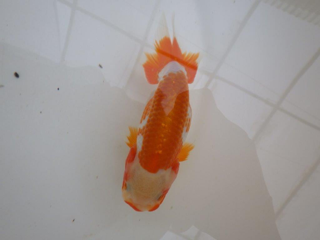 【管理魚 】綺麗な柄&背も綺麗!当歳らんちゅう約12,5㎝メス?
