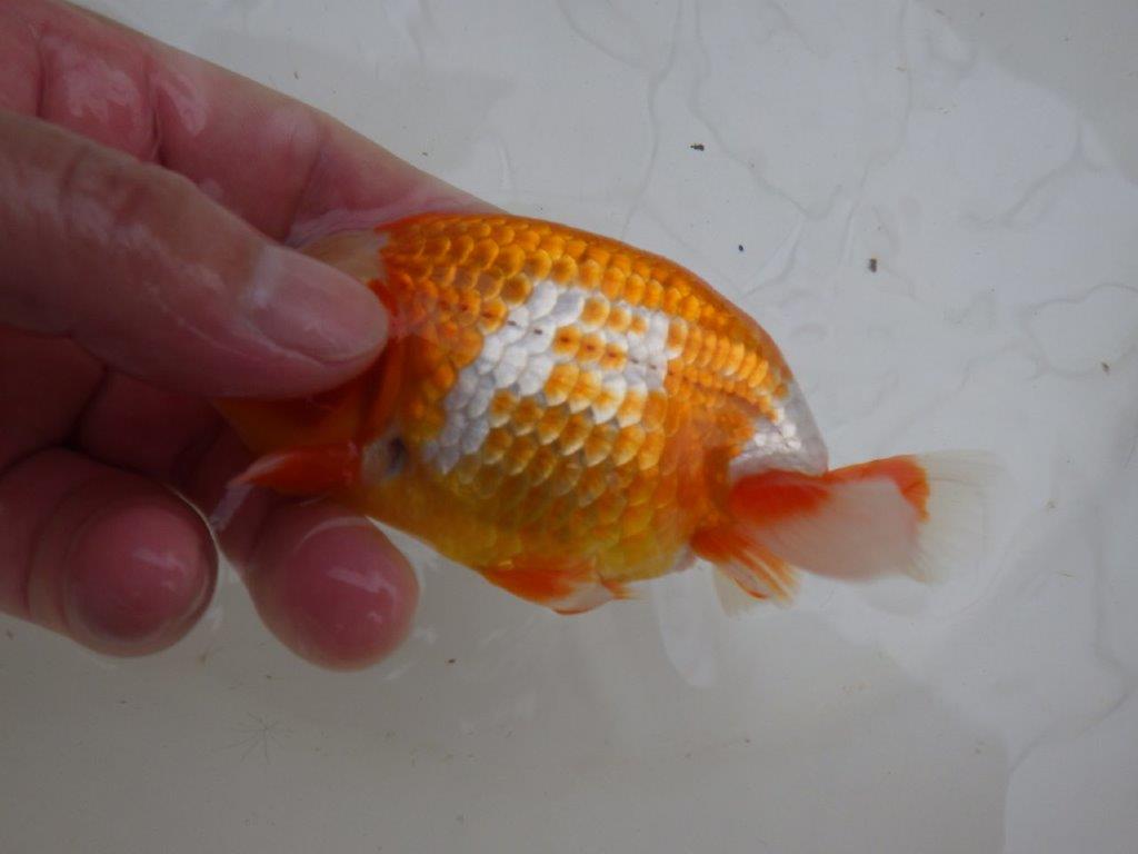 【管理魚 】綺麗な柄&背も綺麗!当歳らんちゅう約12,5㎝メス?