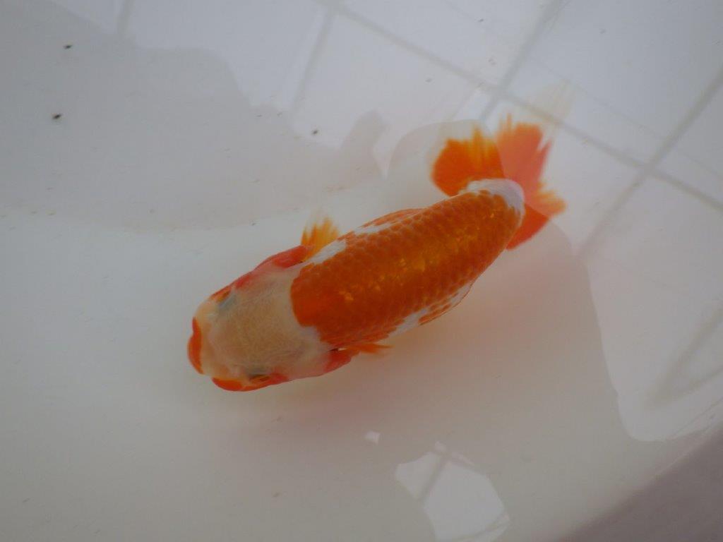 【管理魚 】綺麗な柄&背も綺麗!当歳らんちゅう約12,5㎝メス?
