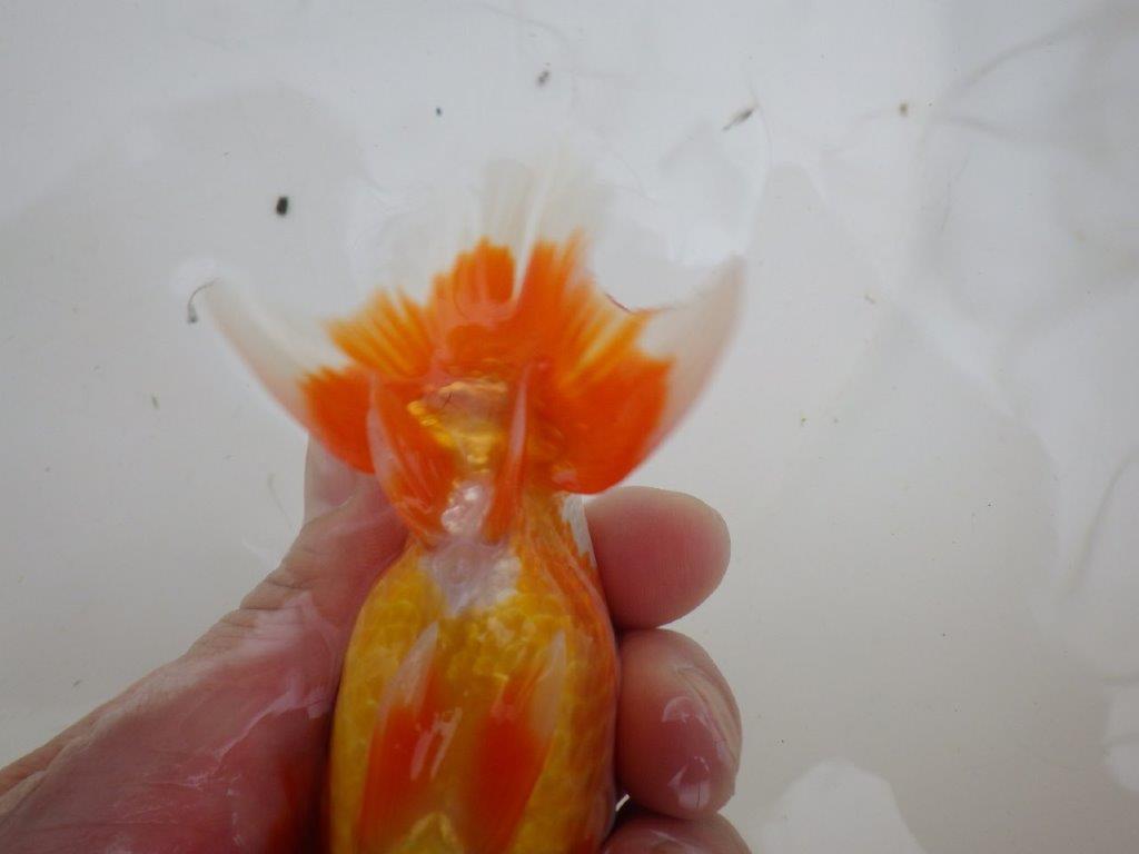 【管理魚 】綺麗な柄&背も綺麗!当歳らんちゅう約12,5㎝メス?