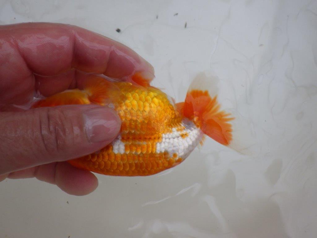 【管理魚 】綺麗な柄&背も綺麗!当歳らんちゅう約12,5㎝メス?