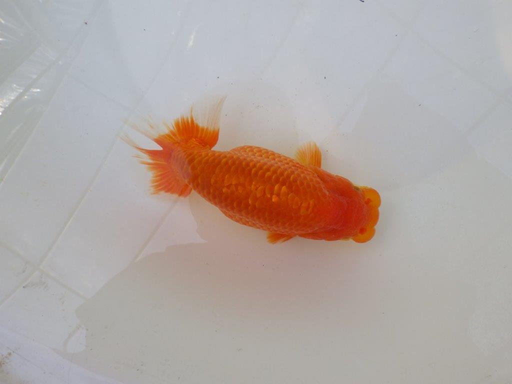 【愛知M 様作当歳らんちゅう 】期間限定特別価格 　飼い込みお勧めらんちゅう　約16㎝メス？