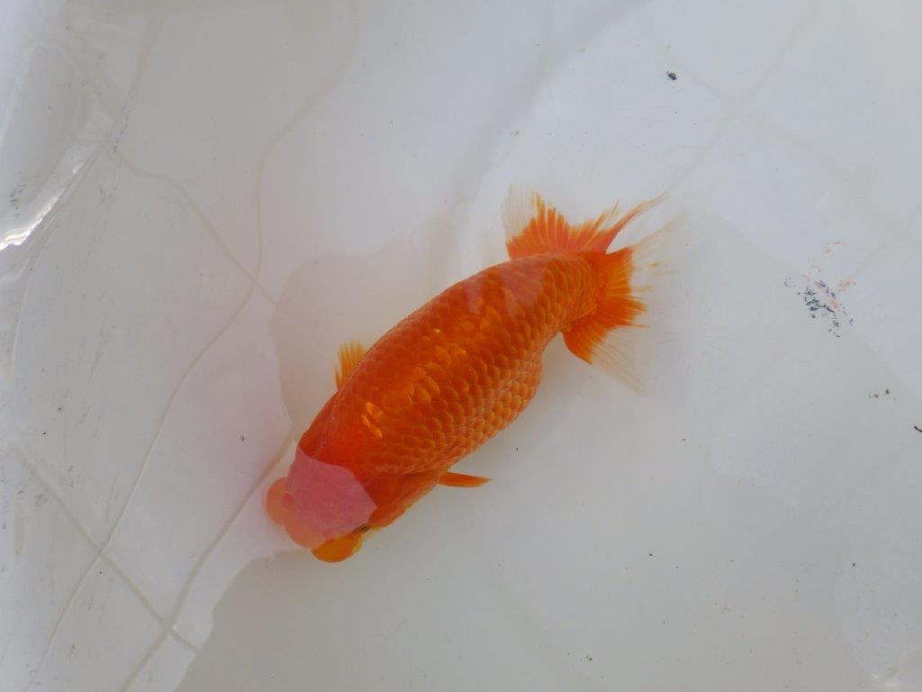 【愛知M 様作当歳らんちゅう 】期間限定特別価格 　飼い込みお勧めらんちゅう　約16㎝メス？
