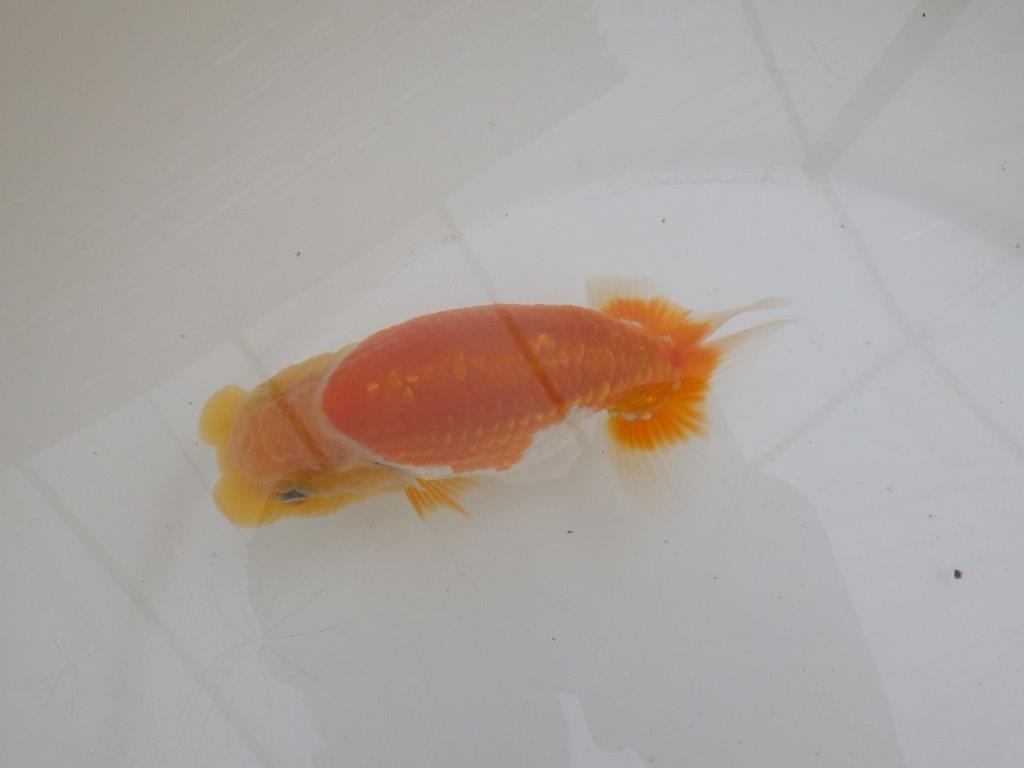 【全国大会東大関獲得ブリーダー 】太味があり種にもお勧め当歳らんちゅう約13㎝メス?